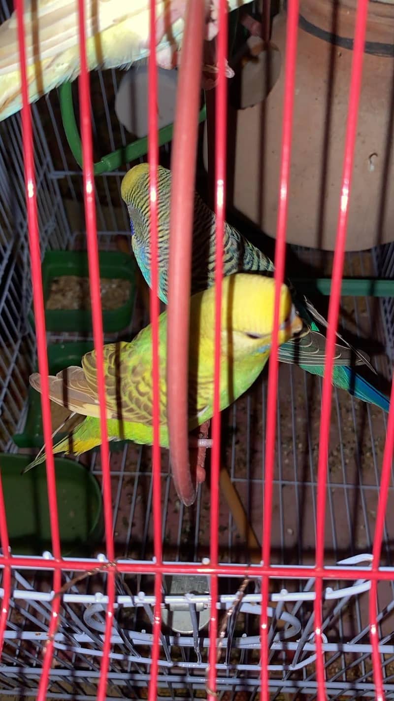 Budgies healthy and actice mashallah 11