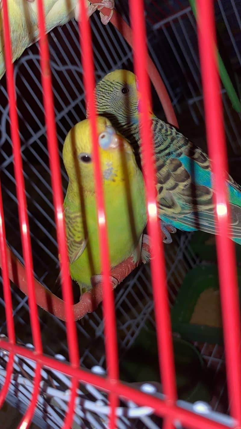 Budgies healthy and actice mashallah 12