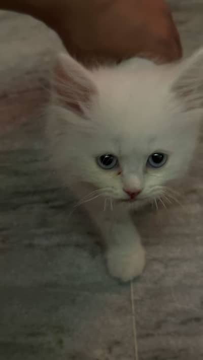Persian cat