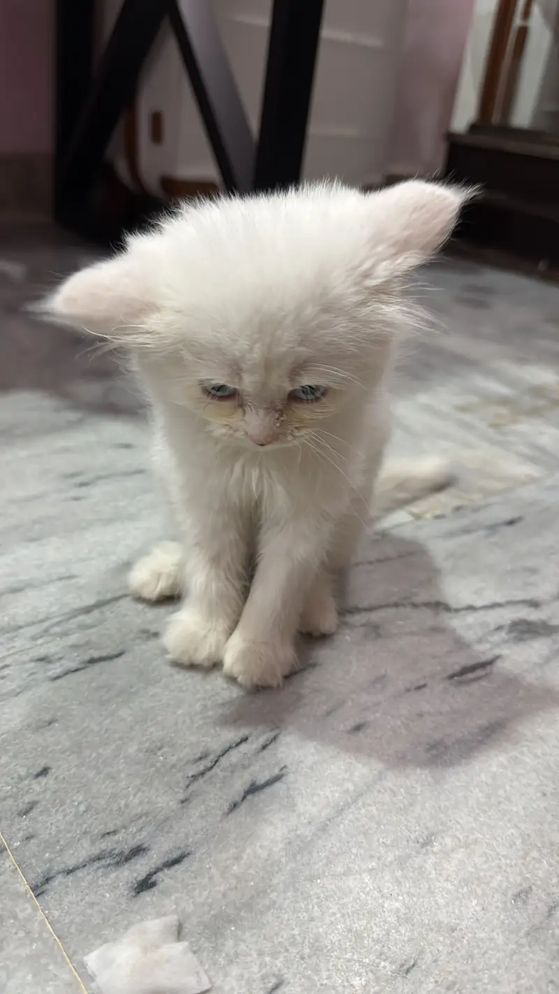 Persian cat — photo 2