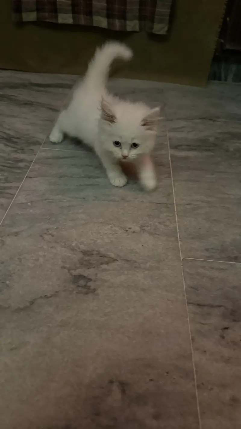 Persian cat — photo 3