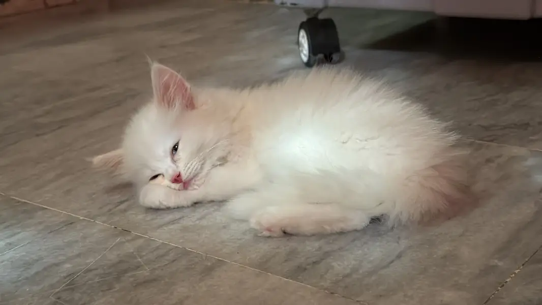 Persian cat — photo 4