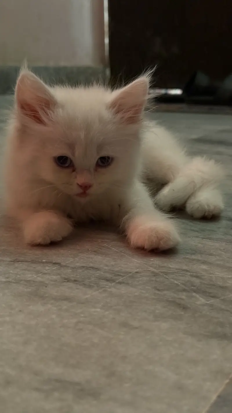 Persian cat — photo 5