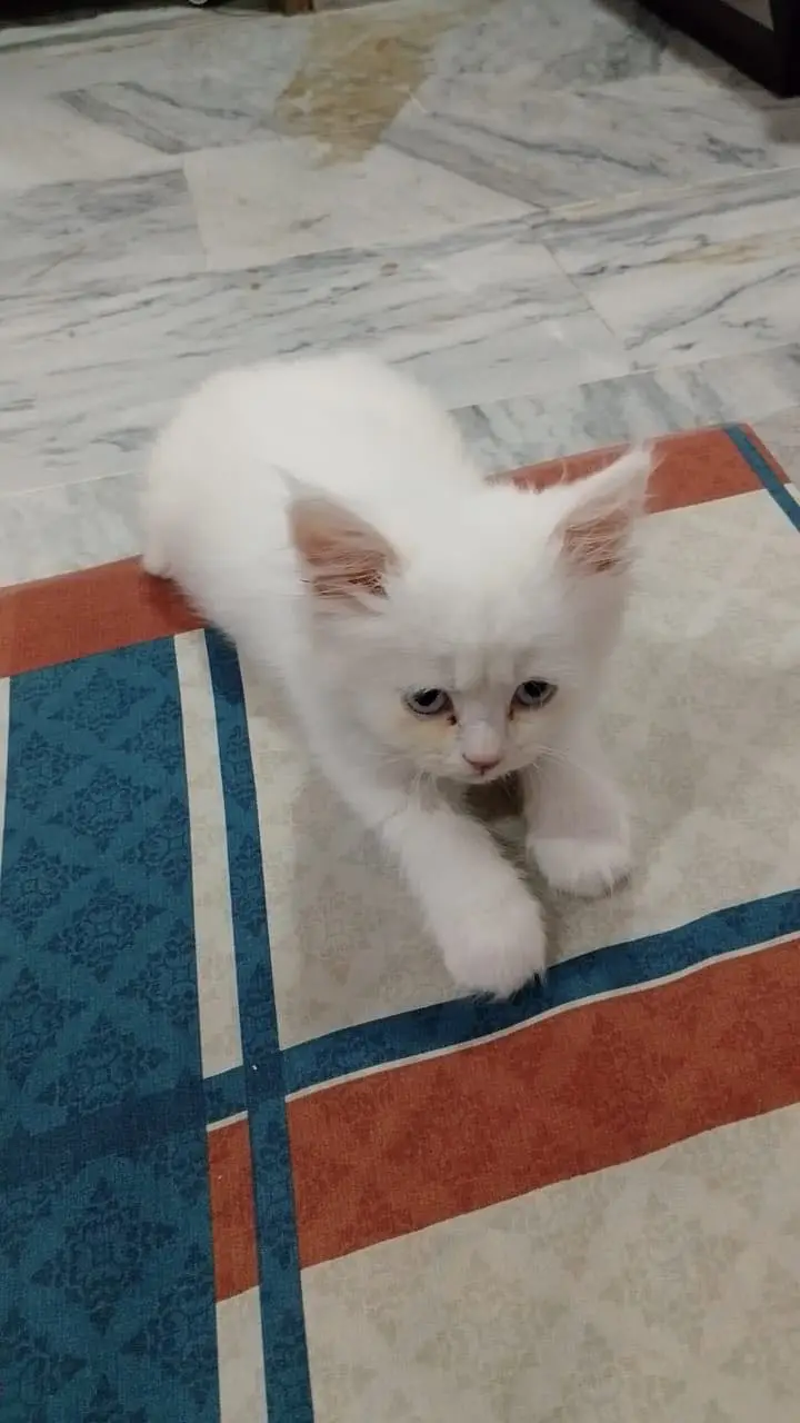 Persian cat — photo 6
