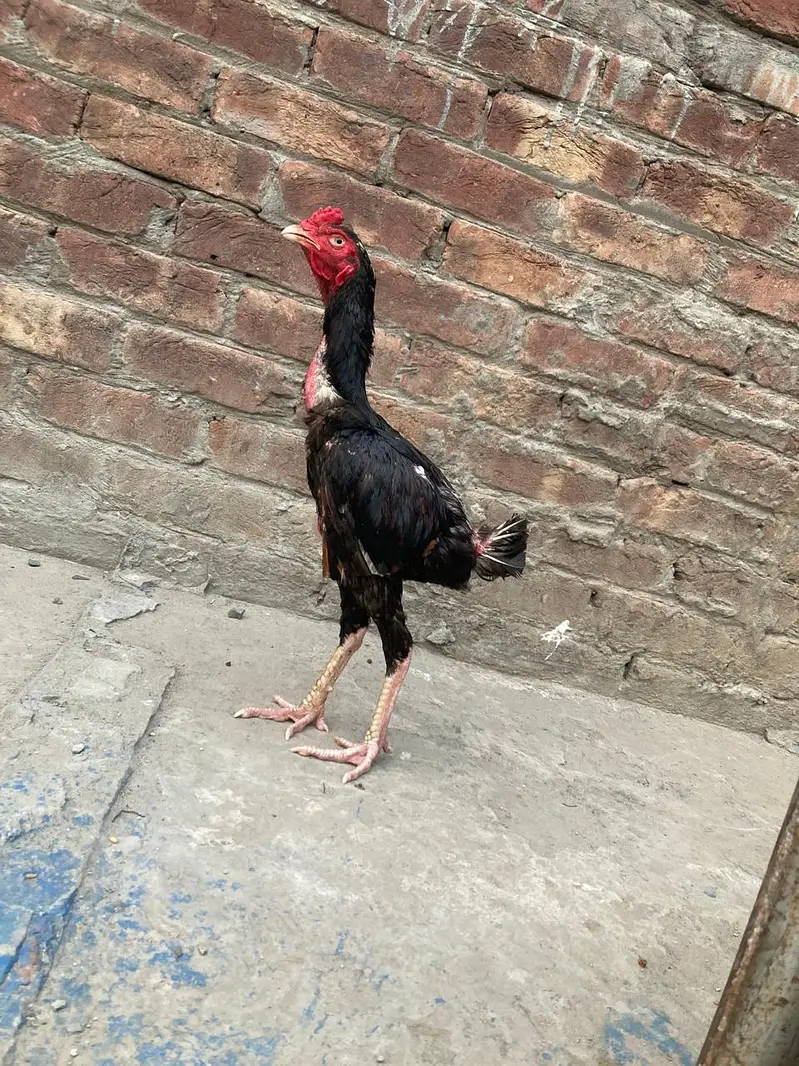 acha Ghar ka pala ha — photo 4
