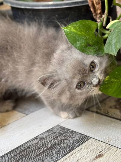 Triple coated Persian grey kitten