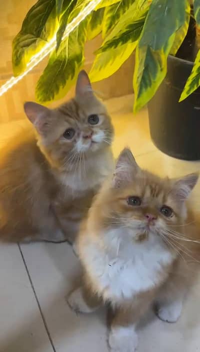 Persian punch face