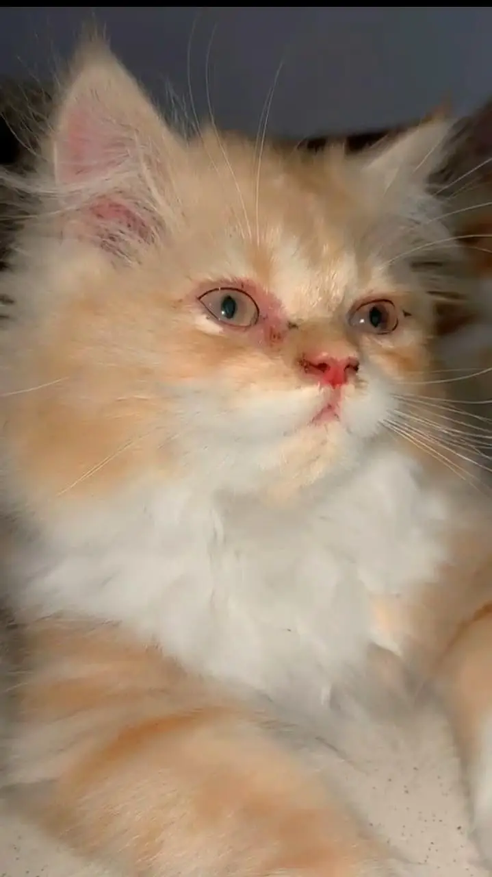 Persian punch face — photo 3