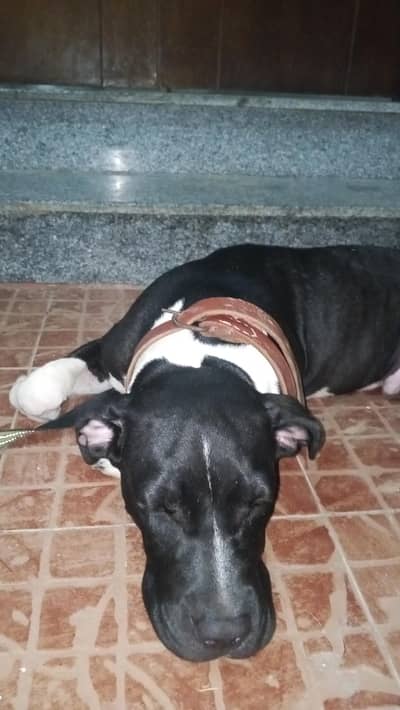 pitbull puppy