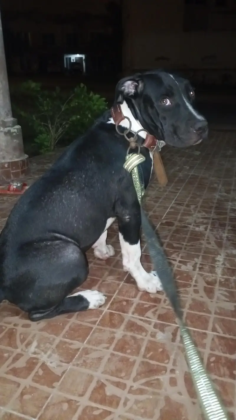 pitbull puppy — photo 2