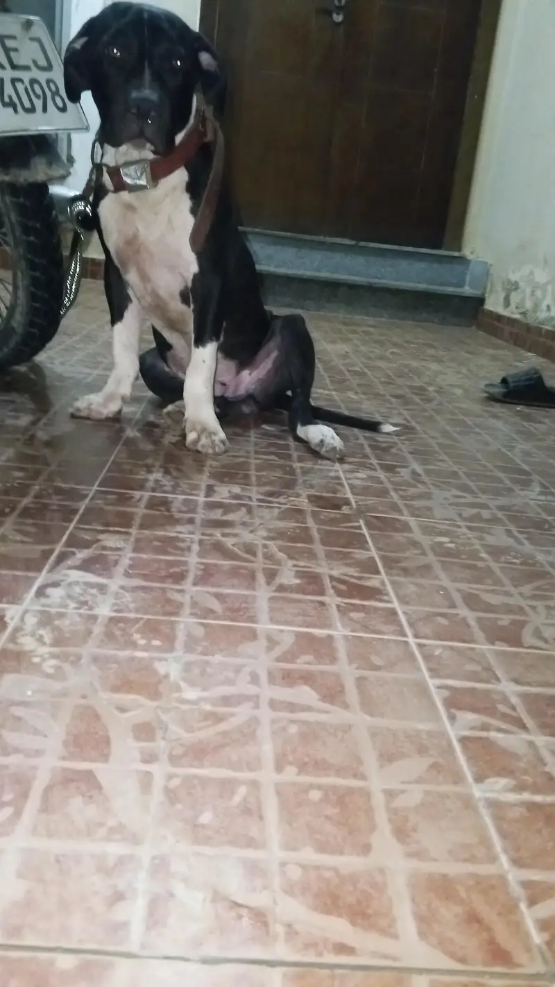 pitbull puppy — photo 3