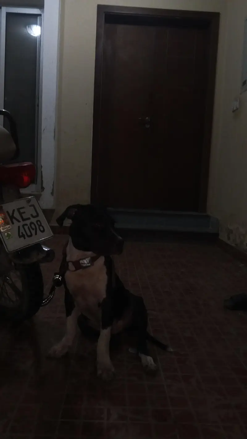 pitbull puppy — photo 4