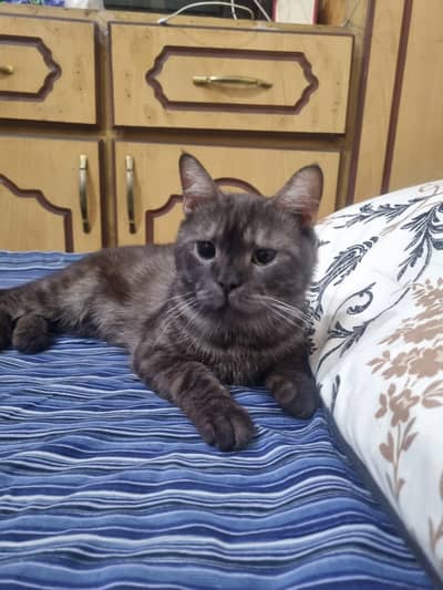 British cat lost his house