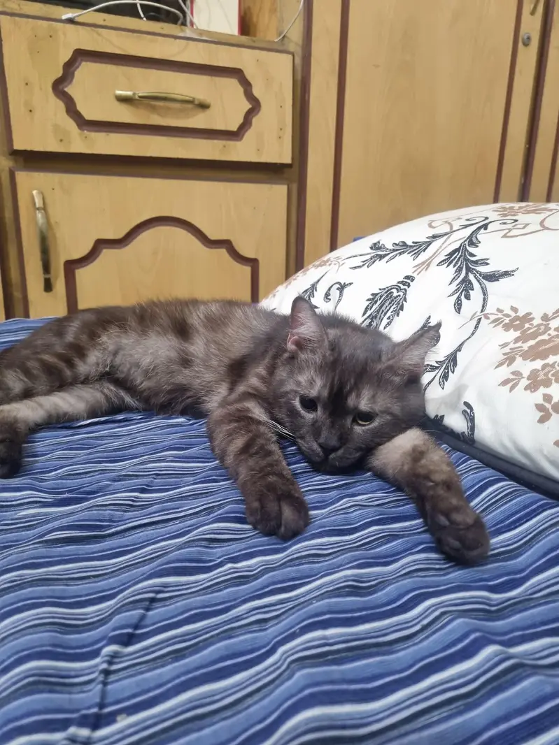 British cat lost his house — photo 2