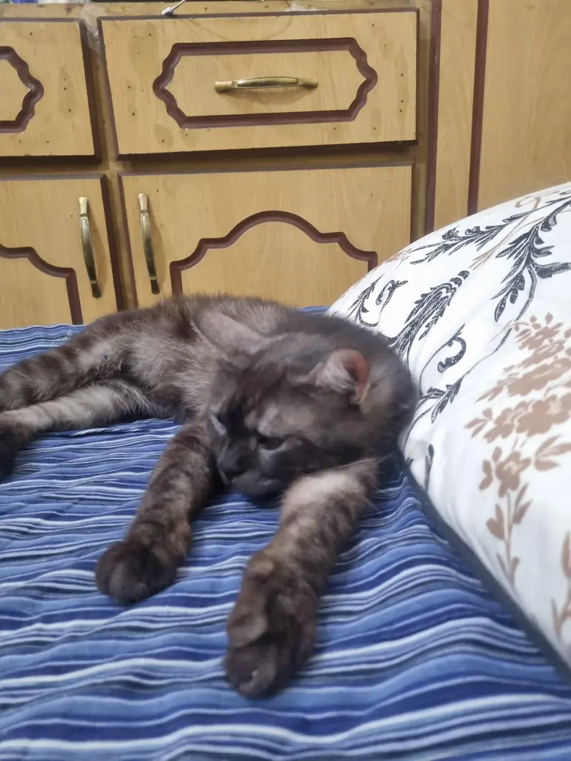 British cat lost his house — photo 3