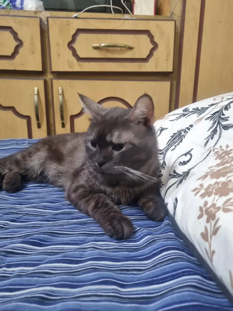British cat lost his house — photo 4
