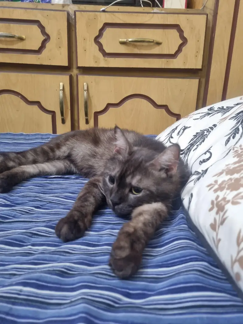 British cat lost his house — photo 5