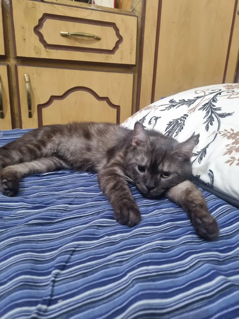 British cat lost his house — photo 6