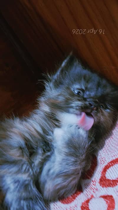 saibarian female and white Turkish angora