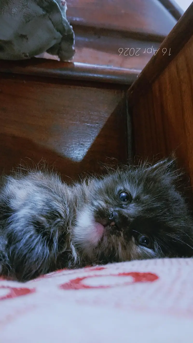 saibarian female and white Turkish angora — photo 2