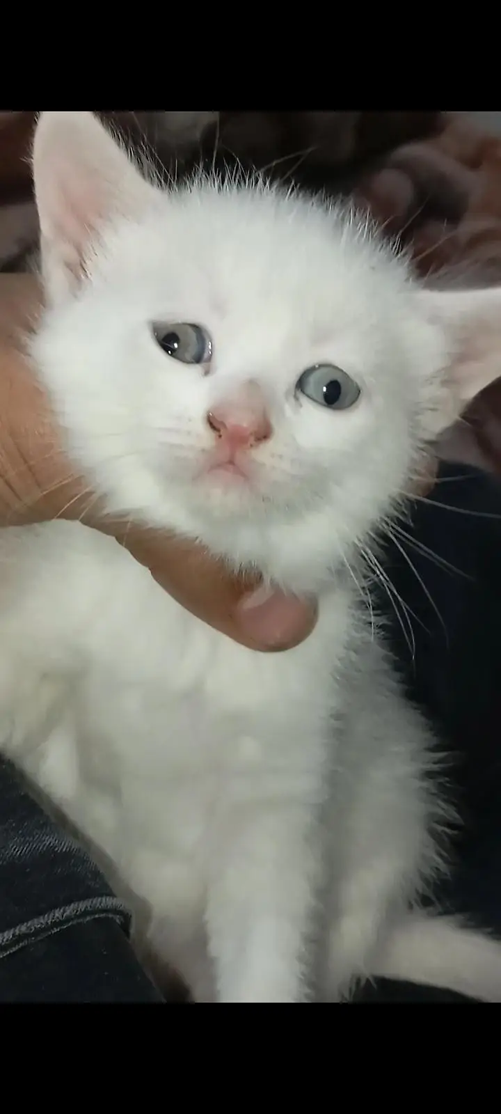 saibarian female and white Turkish angora — photo 3