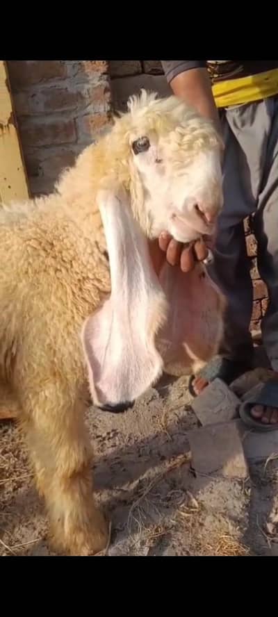 Pure Kajla chatra Male