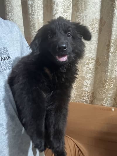 Black Shepherd King Size puppies looking for new home