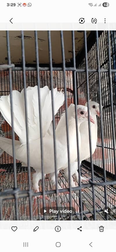 imported luky kabuter for saly