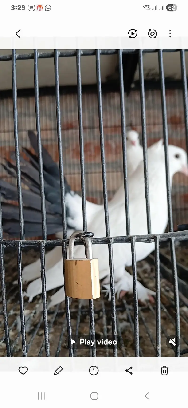 imported luky kabuter for saly — photo 2