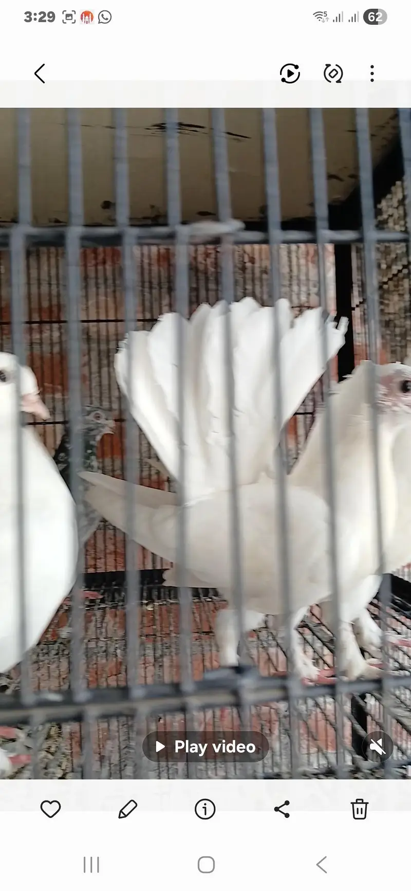 imported luky kabuter for saly — photo 3