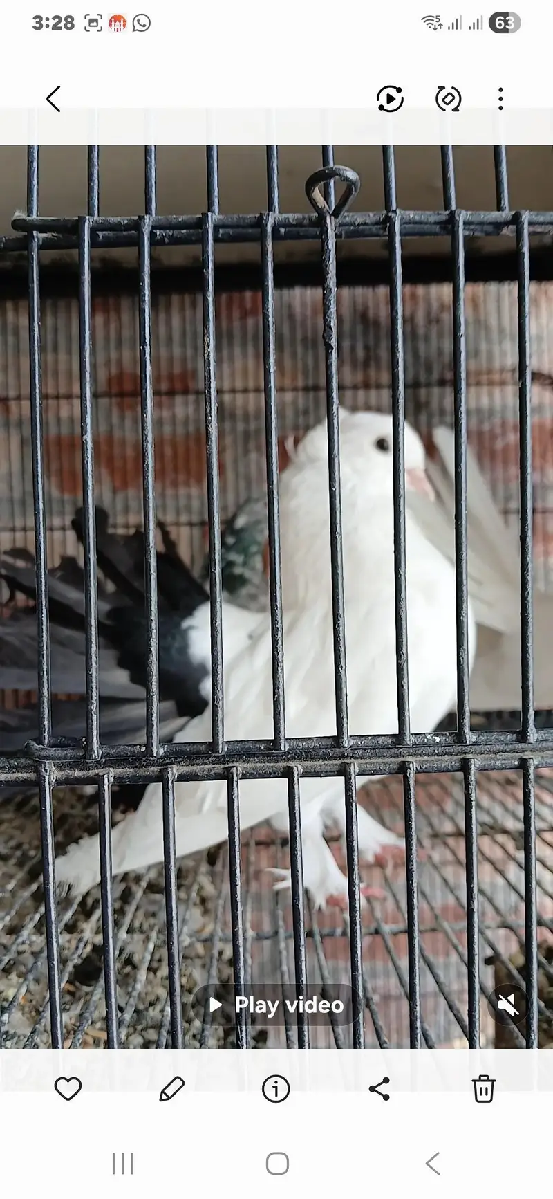 imported luky kabuter for saly — photo 4