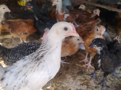 GOLDEN MISRI CHICKS FOR SALE – AGE: 4MONTHS