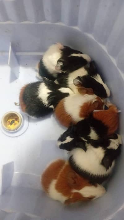Guinea Piglets