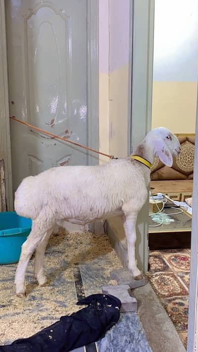 KABALI NASAL  SHEEP