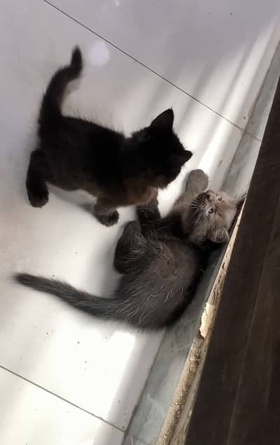 Black kitten for sale healthy and playful