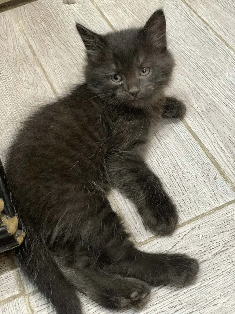 Black kitten for sale healthy and playful — photo 2