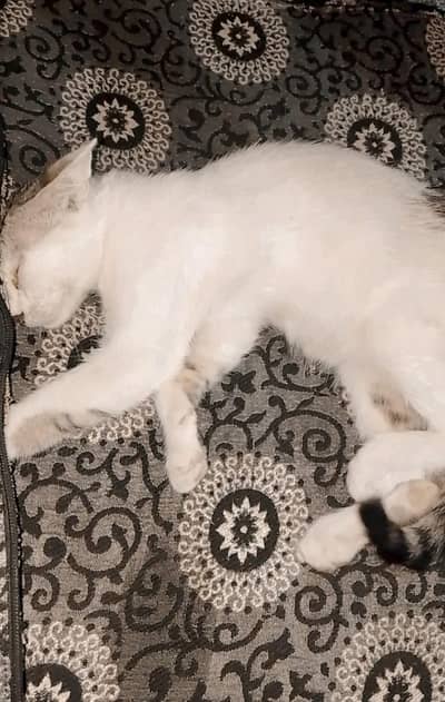 2 Months Female Cat for Sale