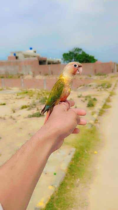 Pineapple Conure - Free Fly Trained Male*