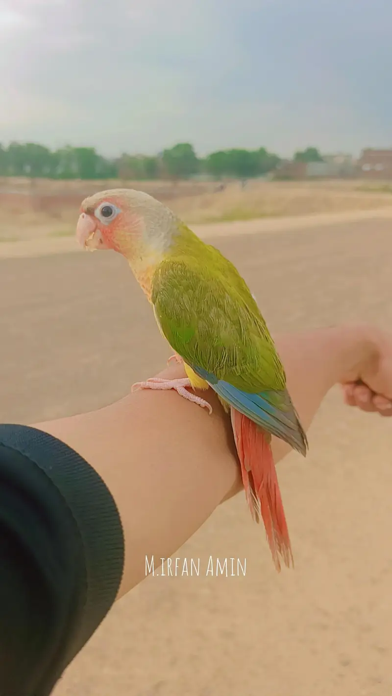 Pineapple Conure - Free Fly Trained Male* — photo 2