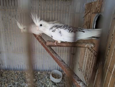 Cocktail V pied Breeder pair