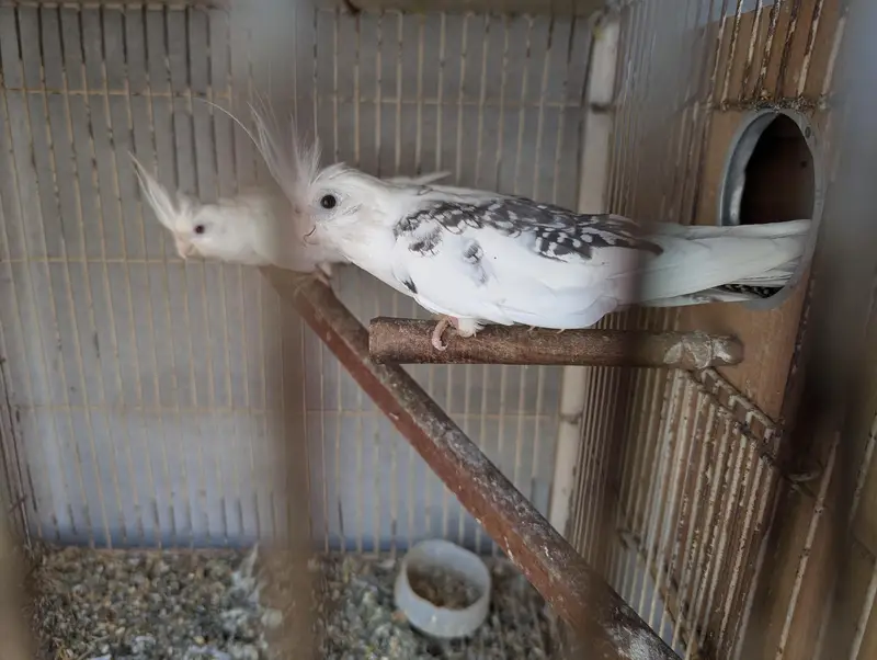 Cocktail V pied Breeder pair — photo 2