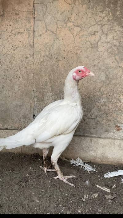 HEERA ASEEL | FEMALE | MALE | CHICKS | PAIR | ASEEL