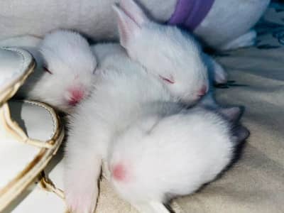 rabbits babies