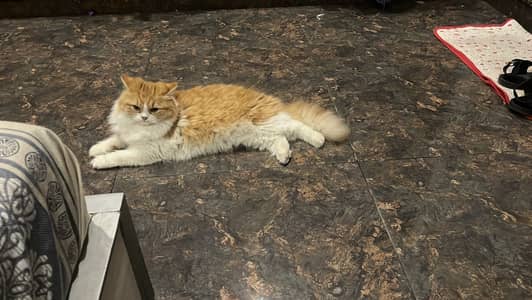 Persain cat female. Triple coat