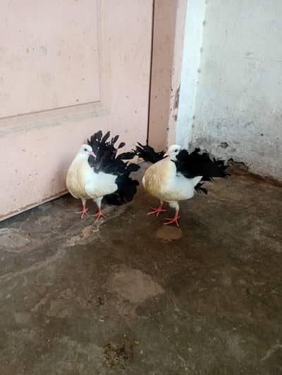 Black Tail Lackay