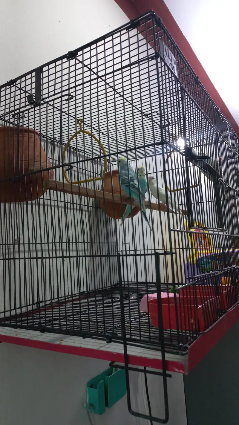 2 Lovebirdsl Pairs of Australian Parrots with Big Size Cage — photo 2