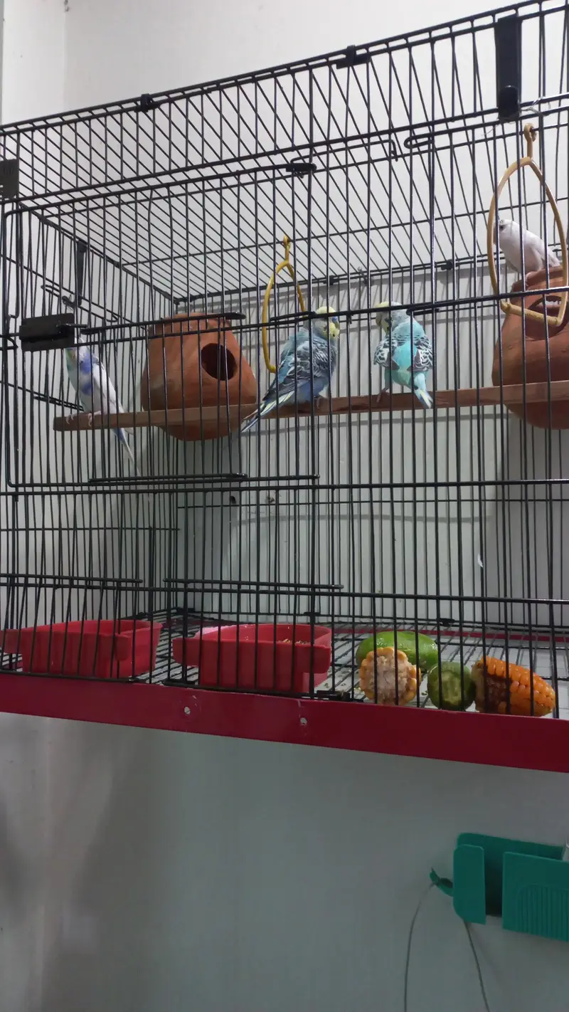 2 Lovebirdsl Pairs of Australian Parrots with Big Size Cage — photo 4