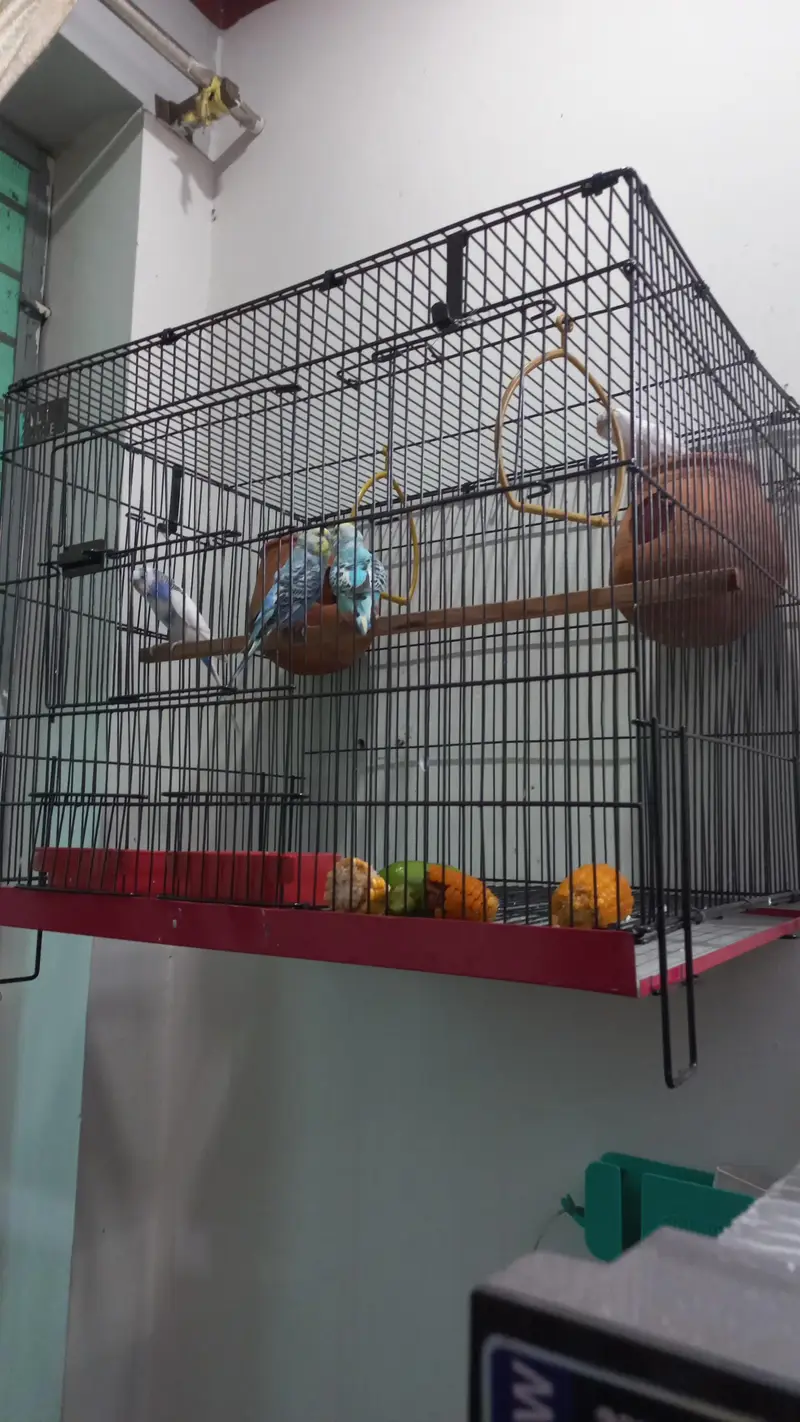 2 Lovebirdsl Pairs of Australian Parrots with Big Size Cage — photo 5