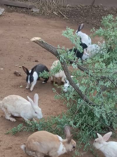 RABBIT FOR SALE