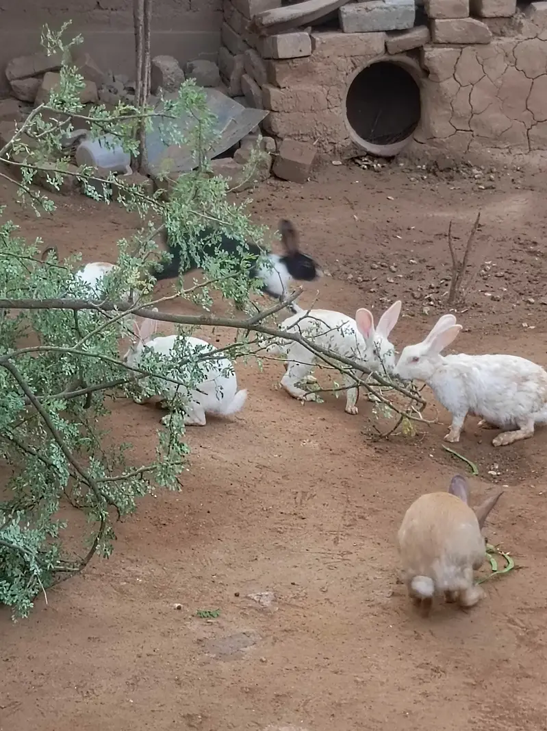 RABBIT FOR SALE — photo 2